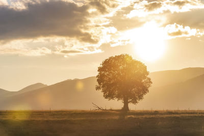 Trees on field against sky during sunset