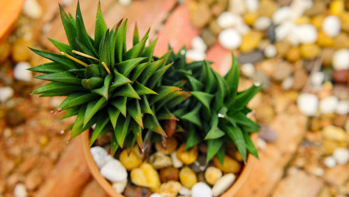 Close-up of succulent plant