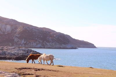 Horses standing on mountain by sea against clear sky