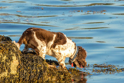 Side view of dog drinking water from beach