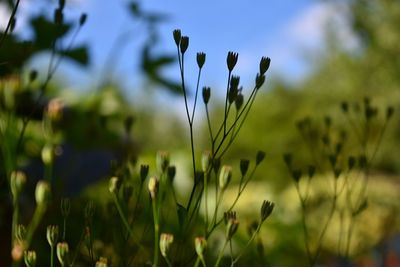 Close-up of plants growing on field