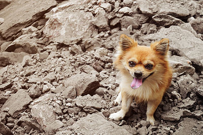 Brown chihuahua dog sitting on pile of soil