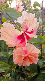 Close-up of pink hibiscus blooming outdoors