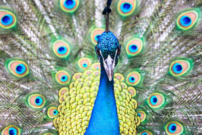 Close-up of peacock