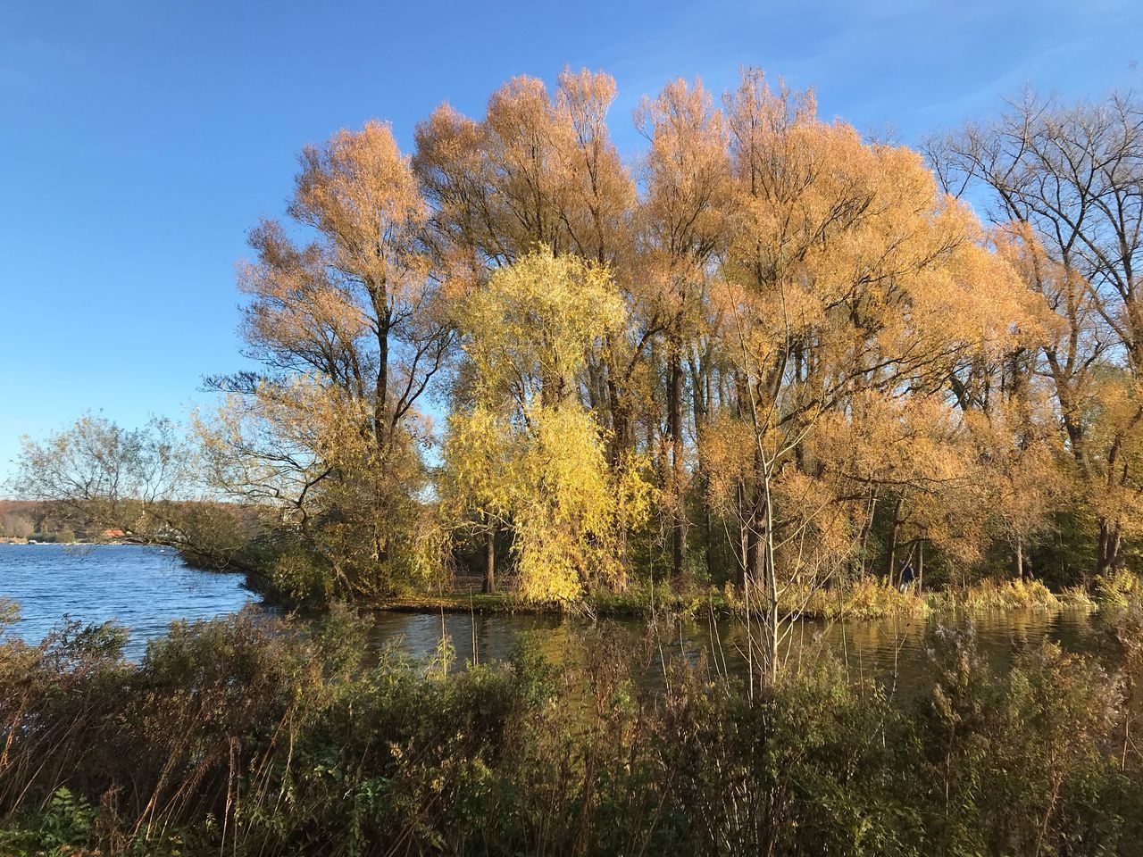 plant, water, autumn, tree, beauty in nature, tranquility, sky, tranquil scene, growth, lake, change, scenics - nature, nature, no people, day, non-urban scene, land, outdoors, idyllic, fall