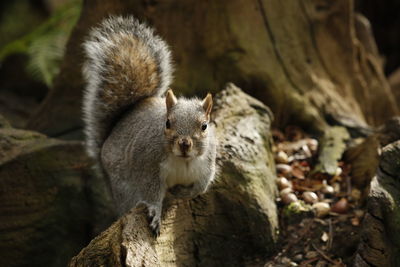 Close-up of squirrel on tree