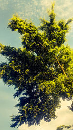 Low angle view of tree against sky