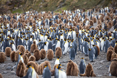 High angle view of penguins on land