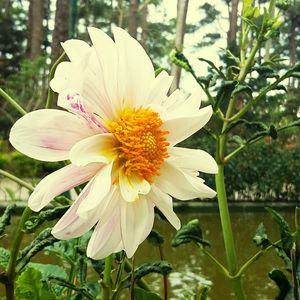 Close-up of white flower