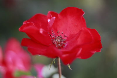 Close-up of red rose blooming outdoors