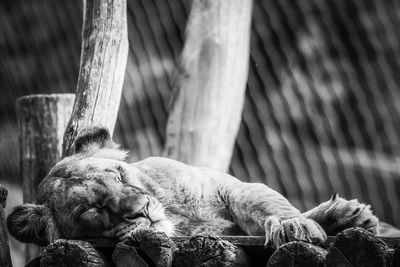 Close-up of a sleeping cat