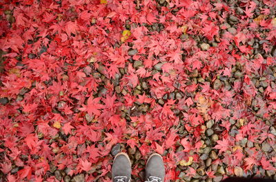 Low section of person standing on field during autumn