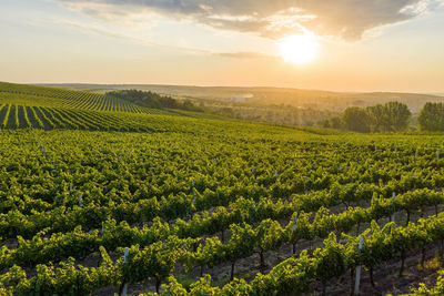 Scenic view of vineyard against sky during sunset