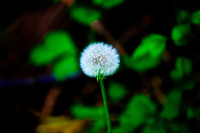 Close-up of dandelion blooming outdoors