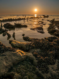 Scenic view of sea during sunset