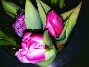 Close-up of pink flowers