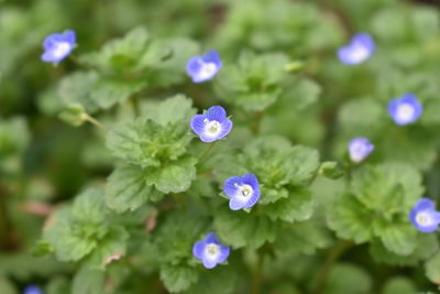 Close-up of purple flowering plant