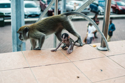 Monkey looking away on tiled floor