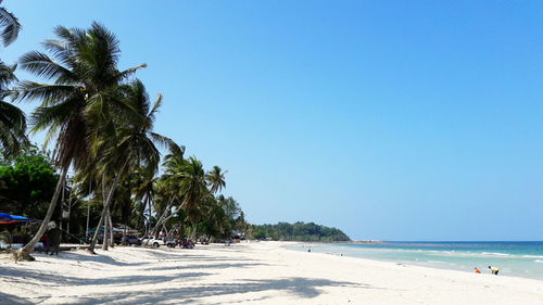 Palm trees on beach against clear blue sky