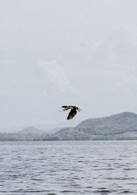 Bird flying over sea