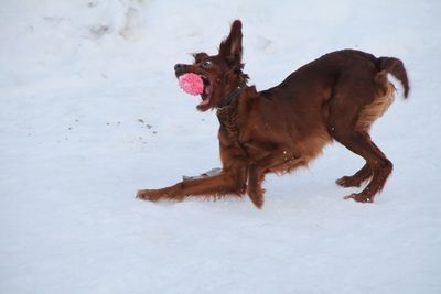 Dog running on snow covered land