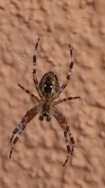 Close-up of spider on web