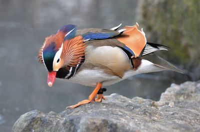 Close-up of birds on rock