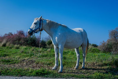 Horse standing in a field