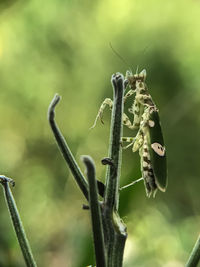 Close-up of butterfly on plant