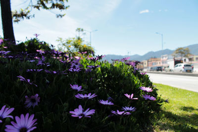 Close-up of purple flowering plants