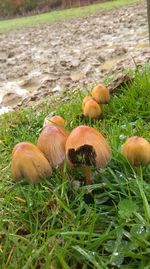 Mushrooms growing on grassy field