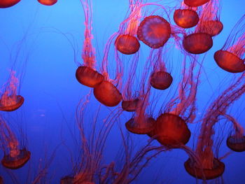 View of jellyfish in water