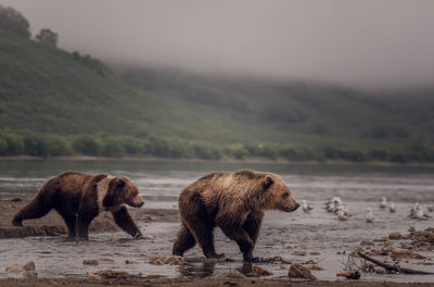 Wildlife brown bear 