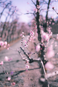 Close-up of pink cherry blossoms in spring