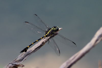 Close-up of dragonfly perching on twig