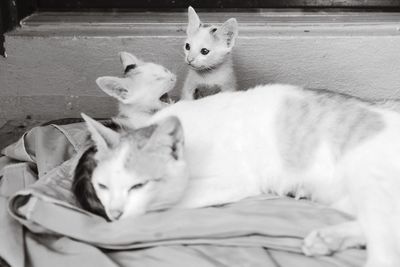 Cat sleeping on floor