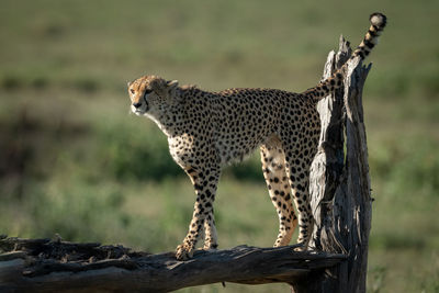 Cheetah standing on tree branch