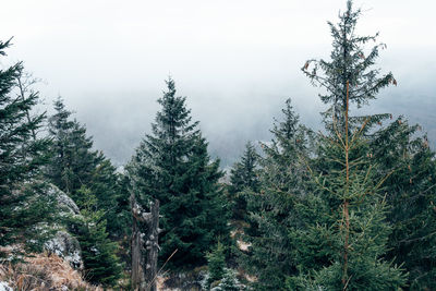 Pine trees in forest against sky