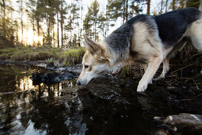 View of dog drinking from water