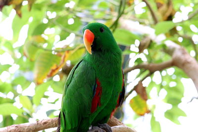 Close-up of parrot perching on tree