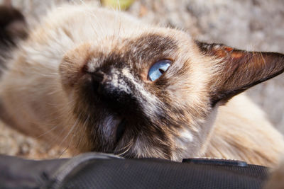 Close-up portrait of cat relaxing outdoors