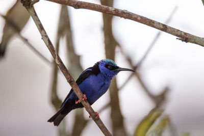 Close-up of bird perching on branch