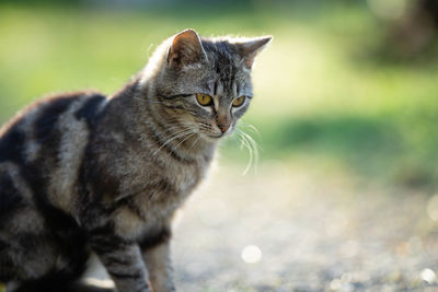 Close-up of a cat looking away