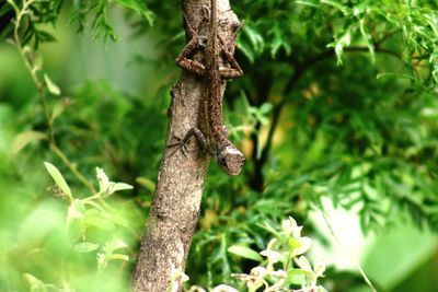 Close-up of lizard on tree trunk