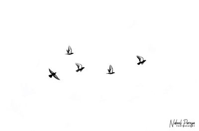 Low angle view of birds flying