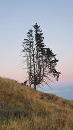 Tree on field against clear sky