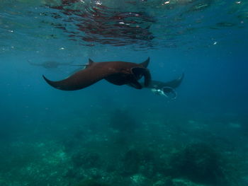 View of fish underwater