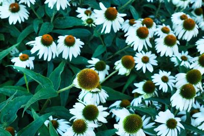 Close-up of white flowering plants