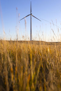 Wind turbine in a field against blue sky