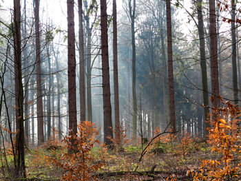 Plants and trees in forest